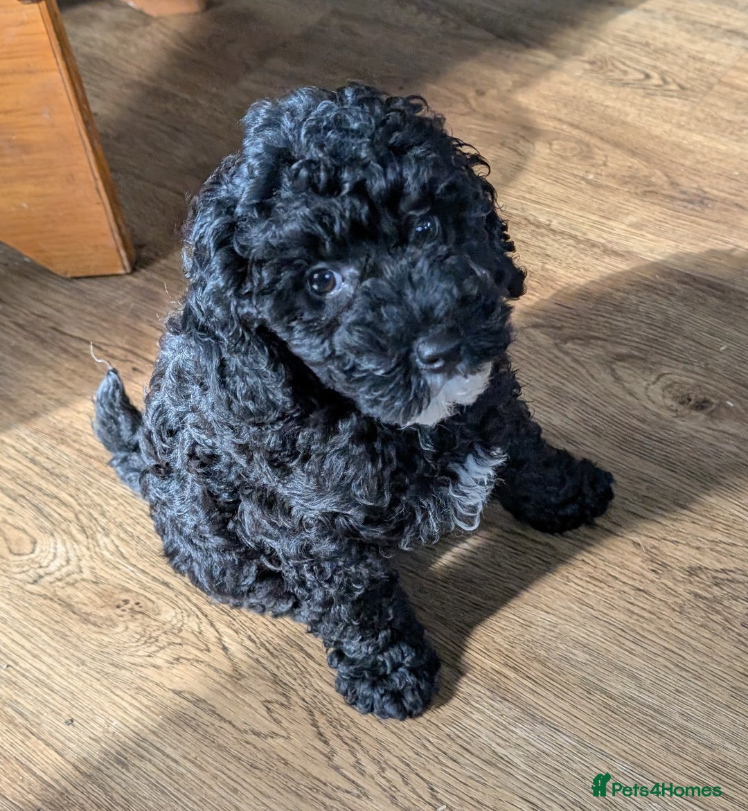 Miniature Poodle dogs for sale: KC registered health tested miniature poodle - Image 4