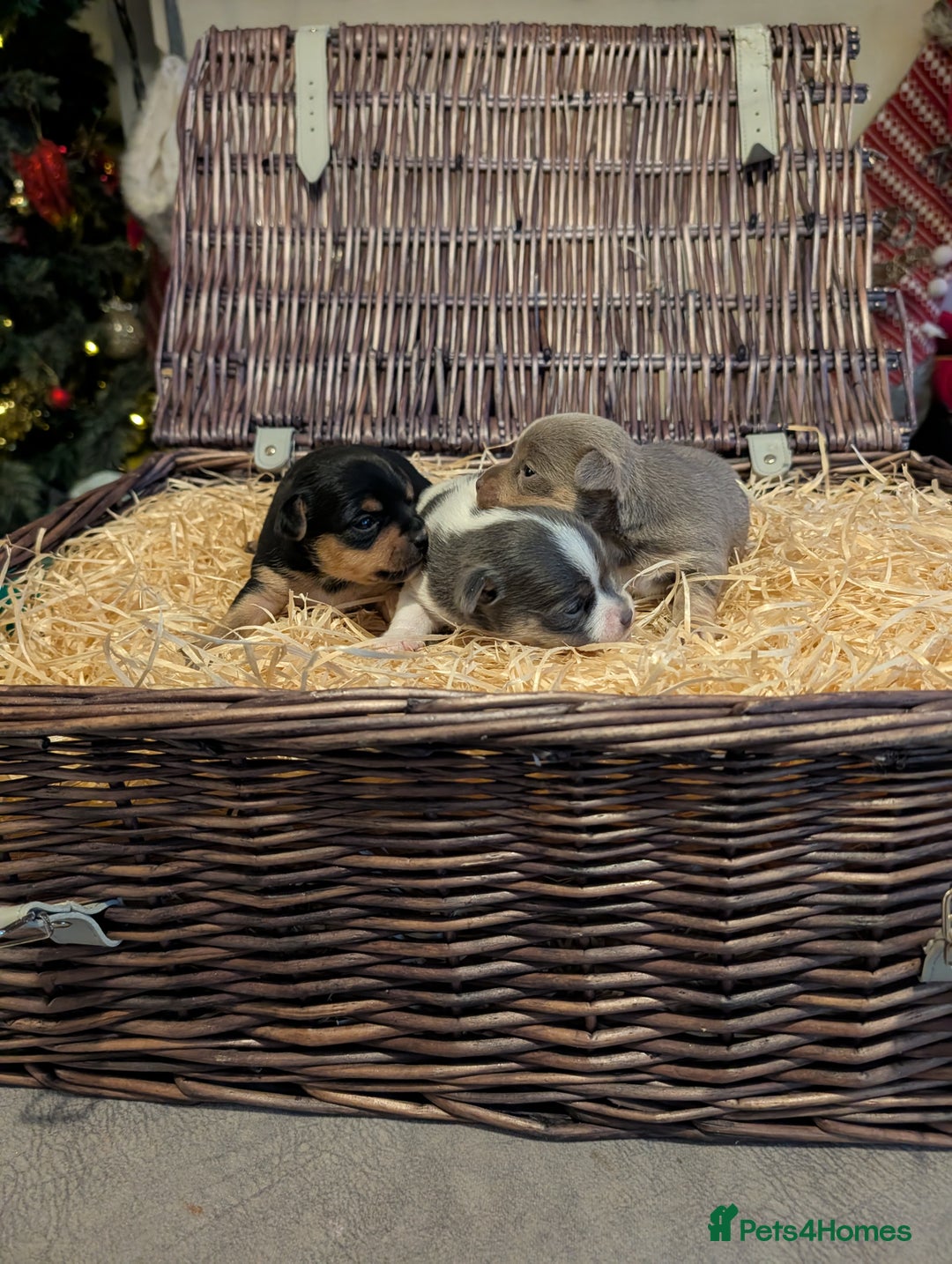 Jack Russell dogs for sale: Quality Miniature Jack Russells  - Advert 11