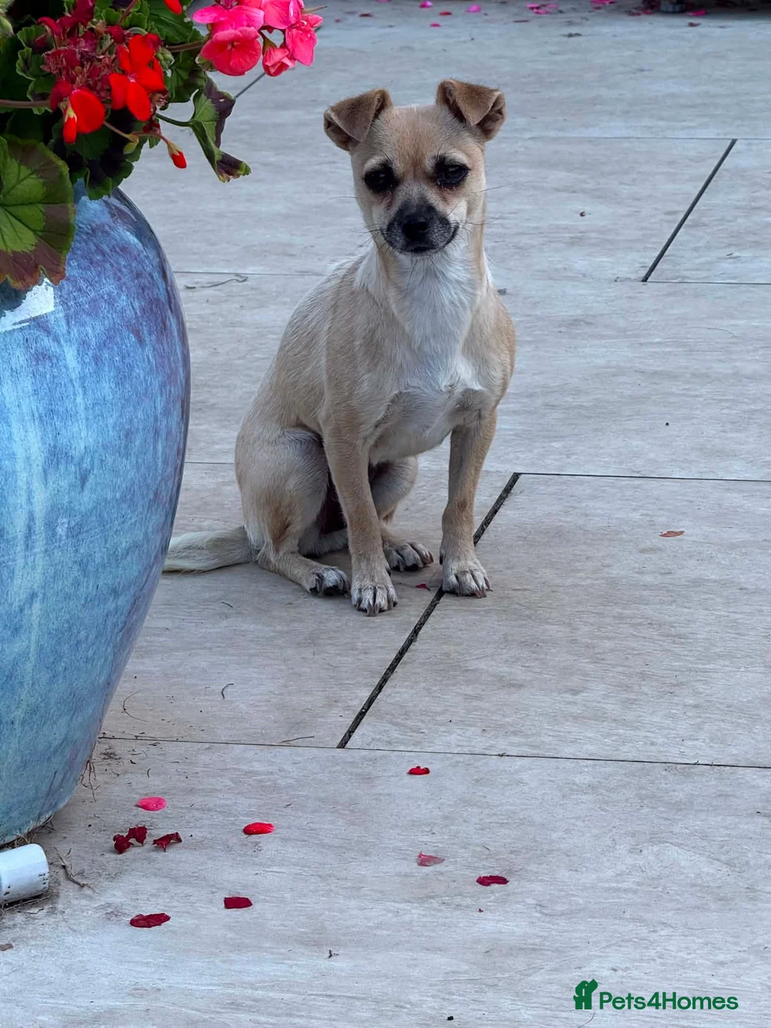 Mixed Breed dogs for adoption: 🐾 MEET MARGO – OUR TEENY LITTLE POCKET ROCKET! 🐾 in Newcastle upon Tyne - Advert 2