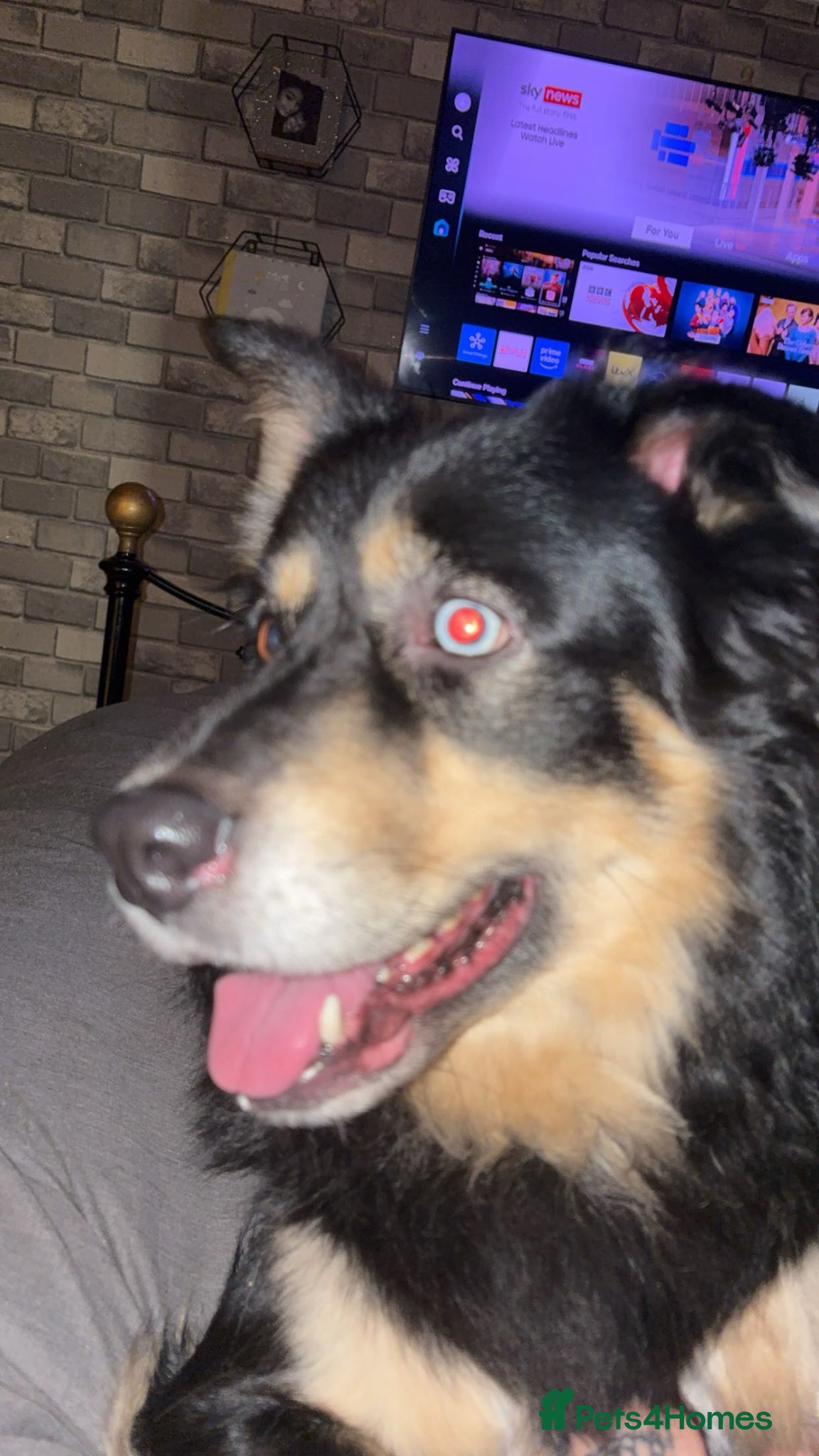 Mixed Breed dogs Beautiful, Loving Dog Looking for a New Home - Advert 1