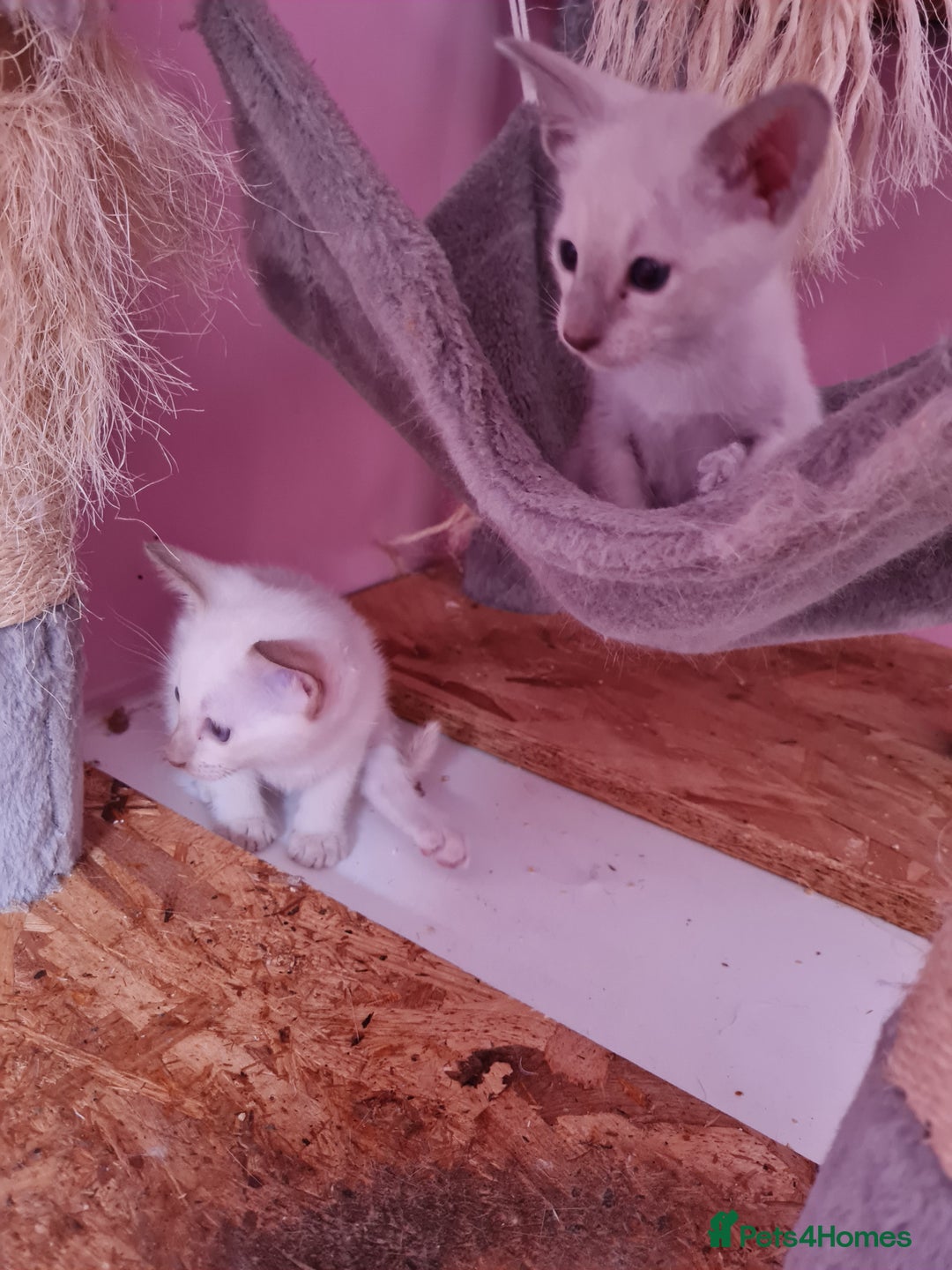 Siamese cats for sale: LAST ONE,  Gorgeous Bluepoint little boy. - Advert 7