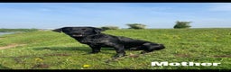 Labrador Retriever dogs for sale: 8 Outstanding KC Labrador Retriever Puppies - Advert 6