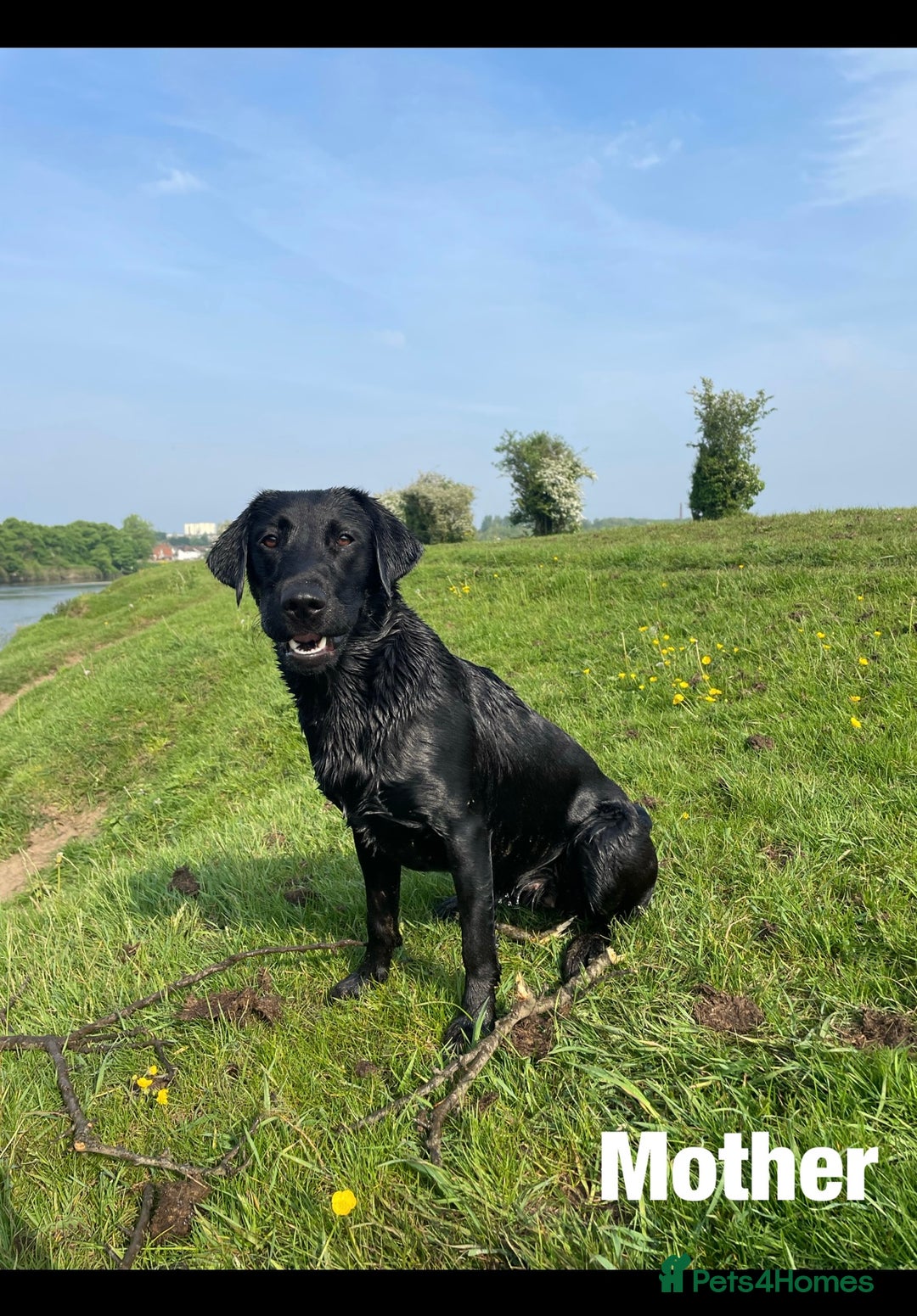 Labrador Retriever dogs for sale: 8 Outstanding KC Labrador Retriever Puppies - Advert 6