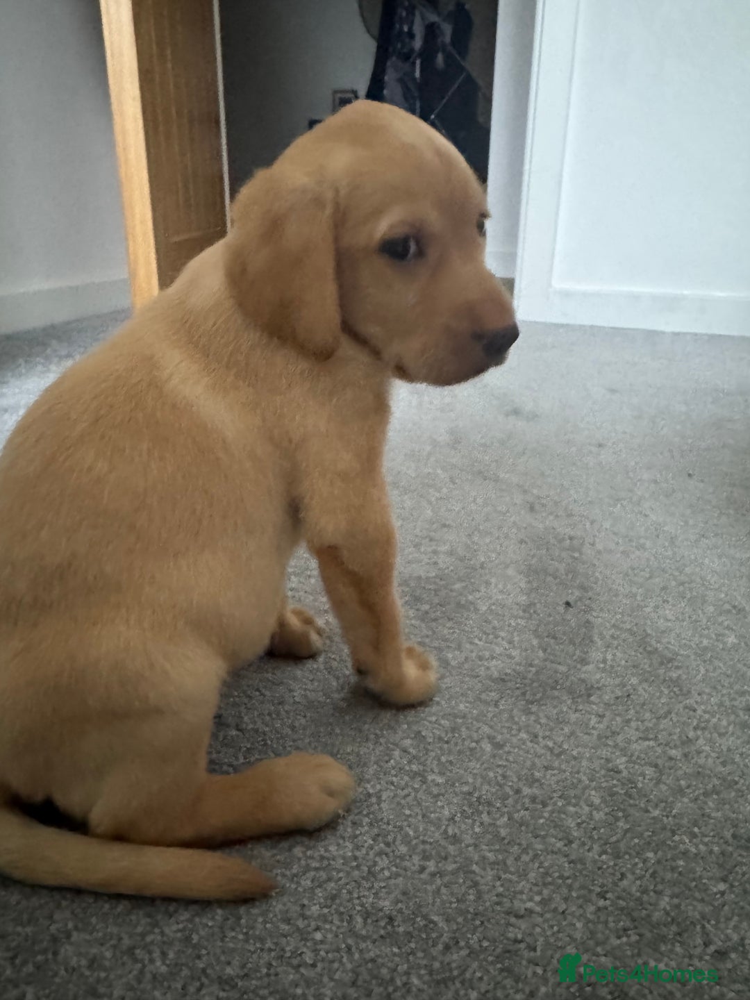 Labradoodle dogs for sale: Mr Miller Full Labradour Boy   - Advert 1