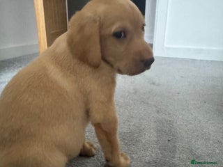 Labradoodle dogs Mr Miller Full Labradour Boy - Advert 7