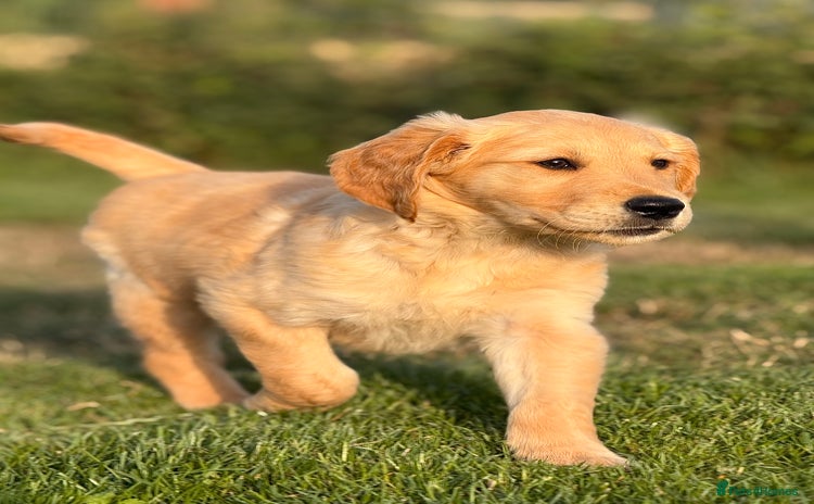 Golden Retriever dogs - Advert 1