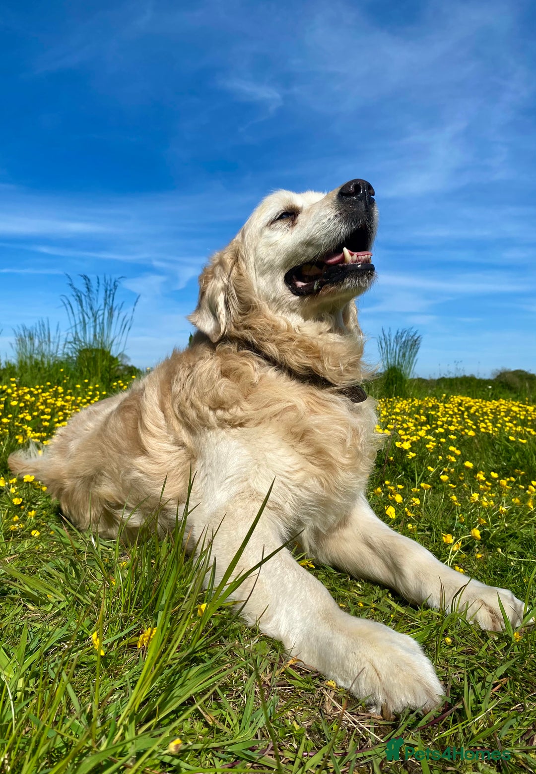 Golden Retriever dogs for sale: Beautiful and fluffy Golden Retriever puppies - Advert 25