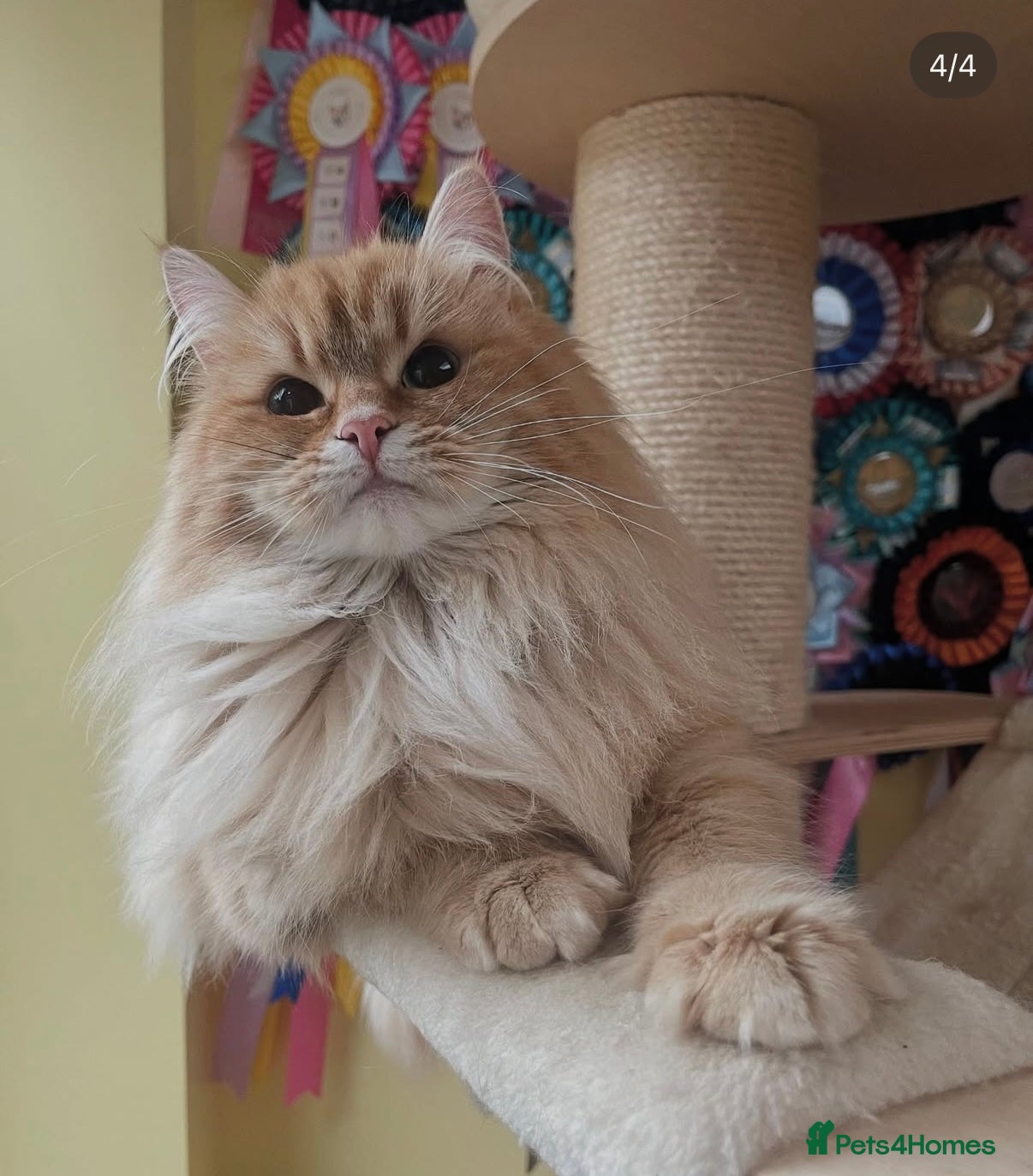 Siberian cats Red Female Siberian - Advert 2