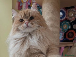 Siberian cats - Advert 3