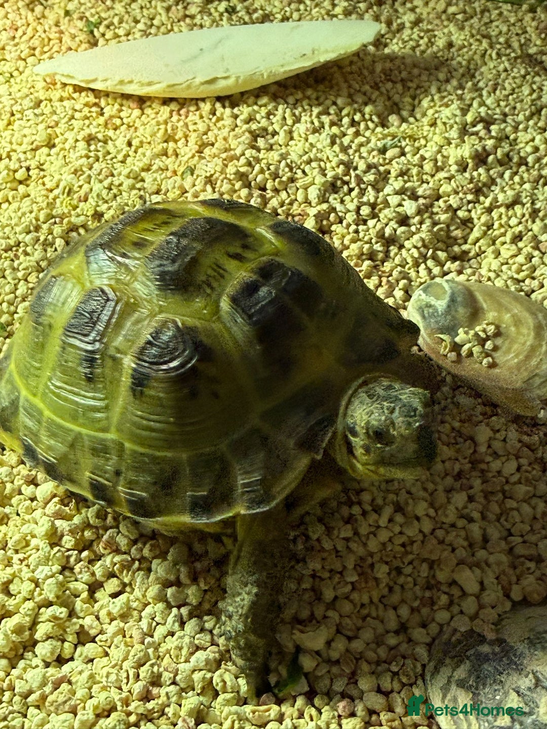 Tortoise reptiles for sale: Horsefield tortoise - Advert 11