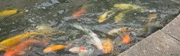 Koi Carp fish for sale: Koi fish for sale due to moving house - Advert 5