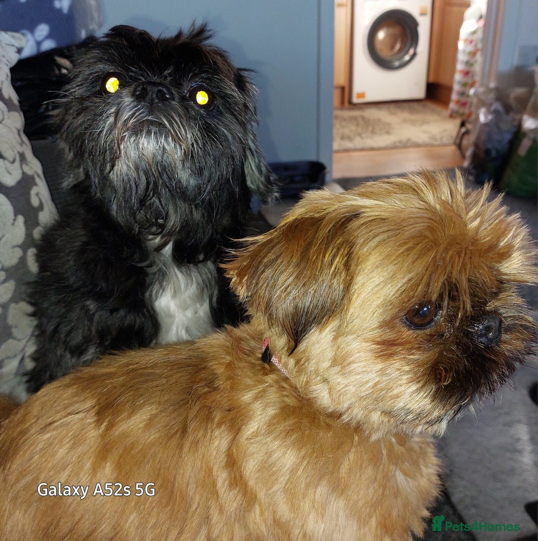 Shih Tzu dogs for sale: Sweet natured miniature female Shitzu  - Advert 12