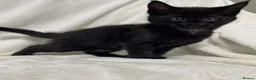 Maine Coon cats for sale: Gorgeous multi coloured half maine coon babies  - Advert 6