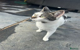 British Shorthair cats for sale: Sister cats need rehoming asap  - Image 6