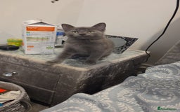 Russian Blue cats for sale: Russsin blue kitten  - Image 2