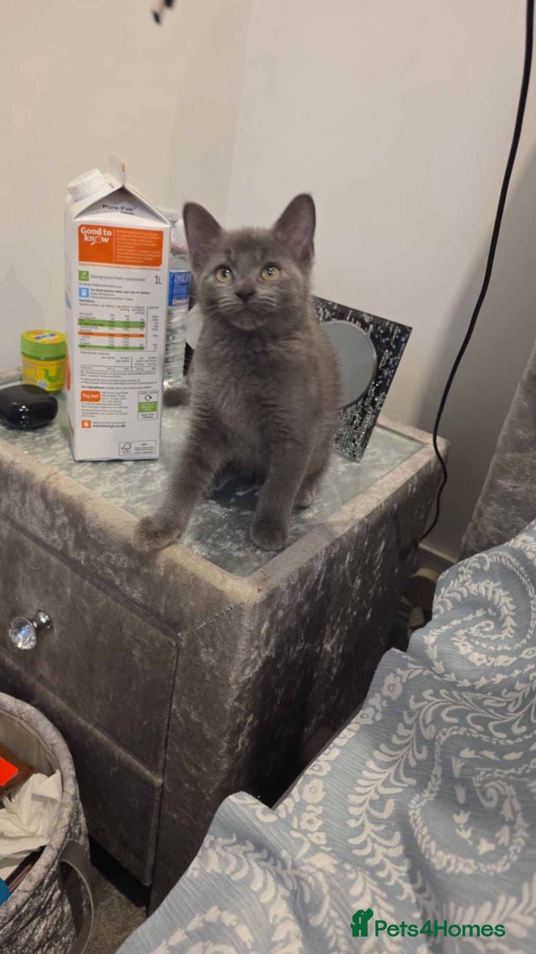 Russian Blue cats for sale: Russsin blue kitten  - Image 2