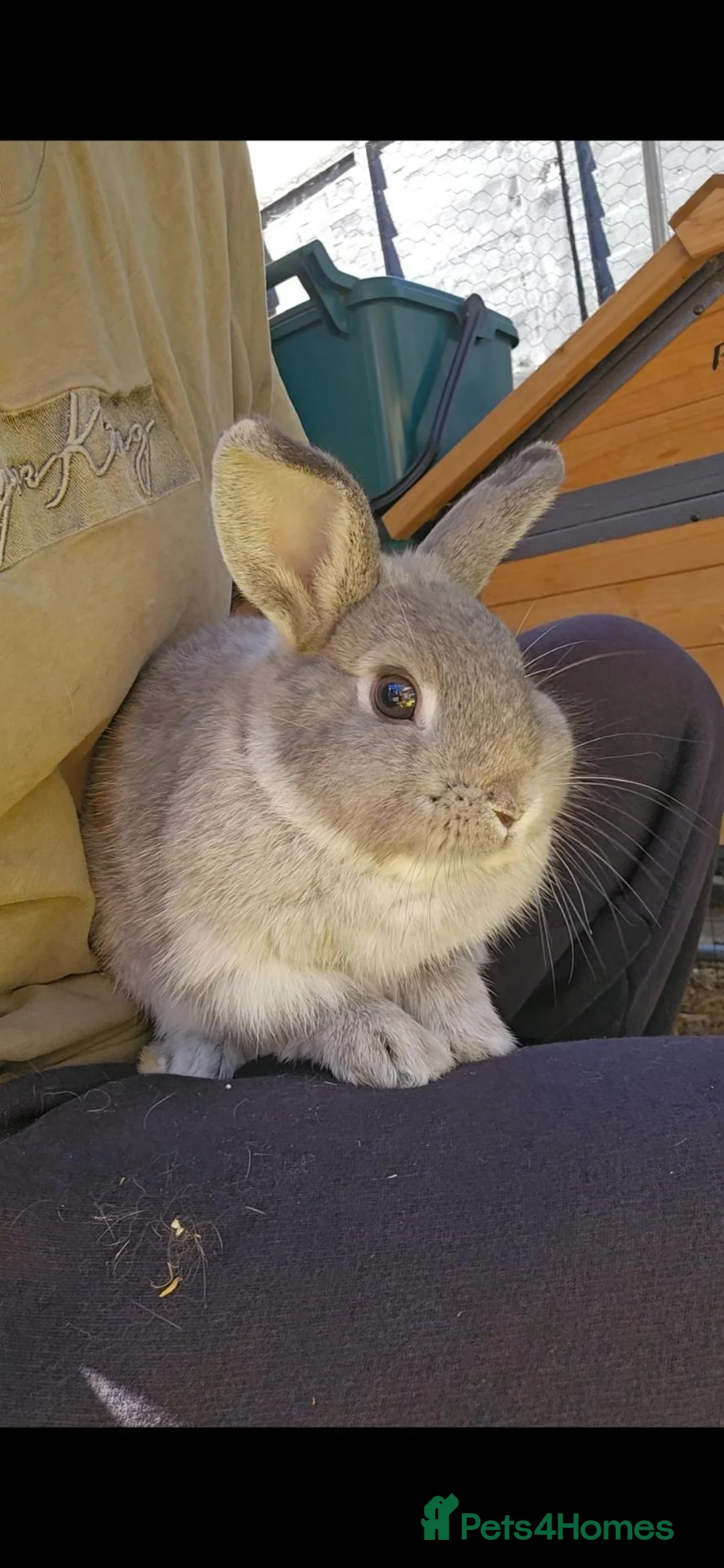 Mixed Breed rabbits for sale: One boy rabbit mini lop cross Netherland dwaft  - Advert 1