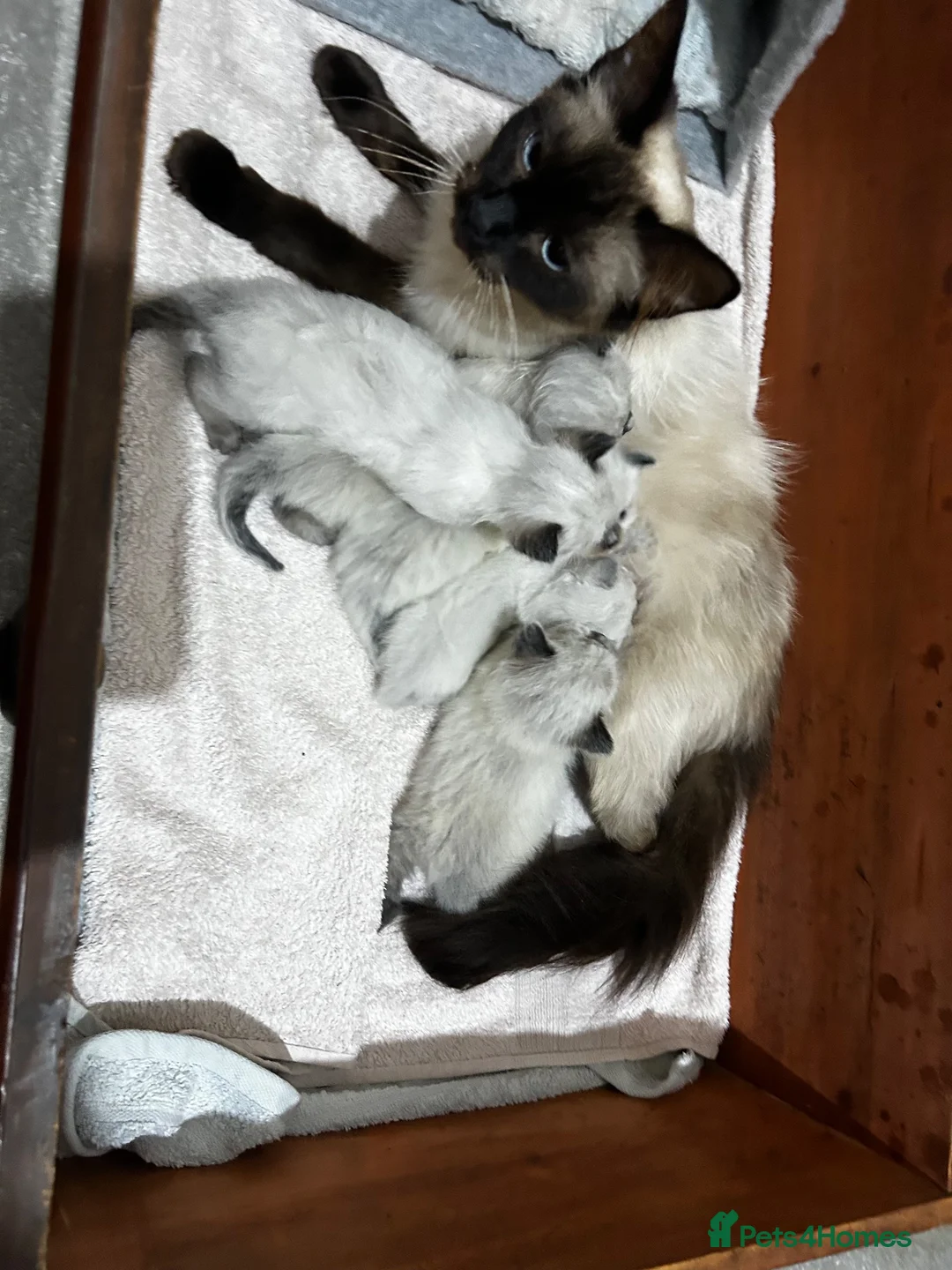 Ragdoll cats for sale: Kittens for sale  in Newcastle upon Tyne - Advert 10