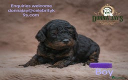 Cavapoo dogs for sale: DONNAJAYS Cavapoo’s  - Image 5
