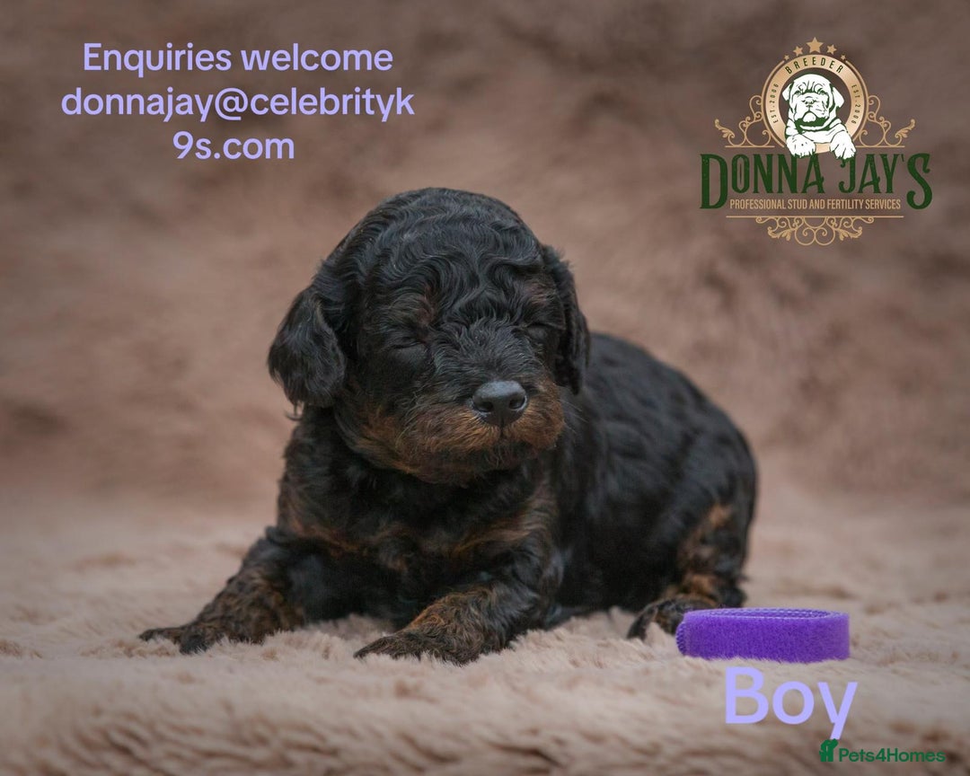 Cavapoo dogs for sale: DONNAJAYS Cavapoo’s  - Image 5