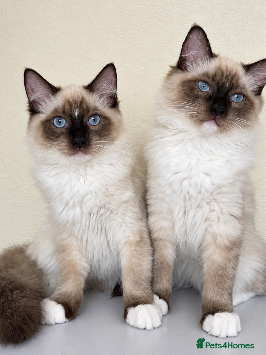 Ragdoll cats Chunky Ragdoll boys 😍 - Advert 1