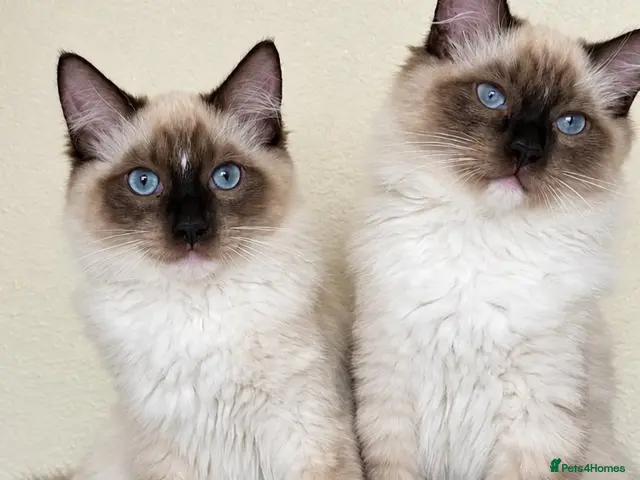 Ragdoll cats for sale: Last Boy 😍 - Advert 2