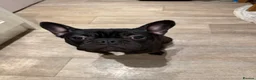 French Bulldog dogs for sale: Black Frenchie for sale  - Advert 2