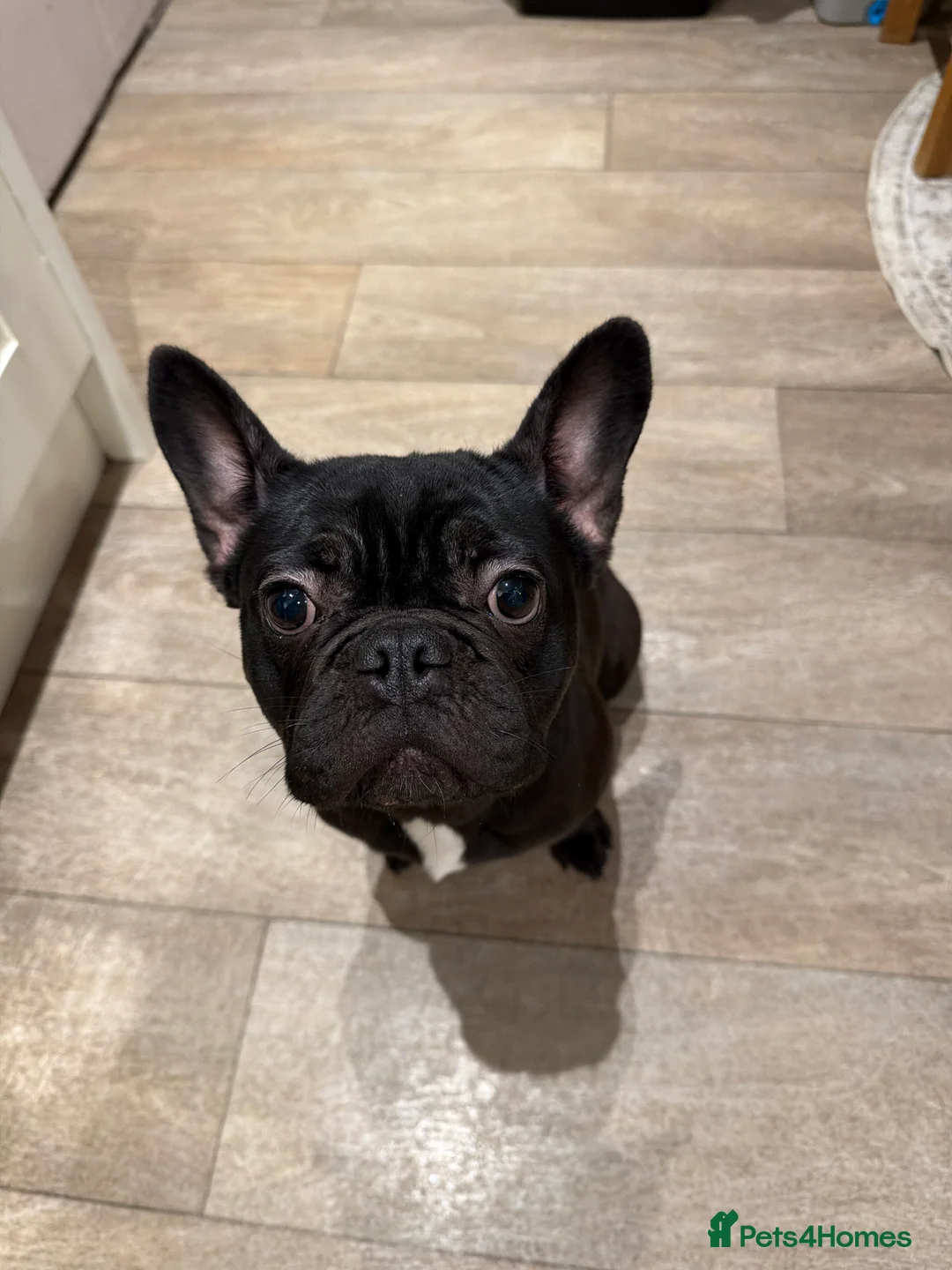 French Bulldog dogs for sale: Black Frenchie for sale  - Advert 2