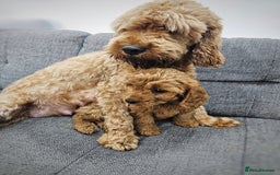 Cavapoo dogs for sale: Adorable F1B Cavapoo girl - teddy bear for sale  - Image 9