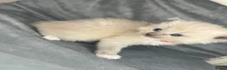 Ragdoll cats for sale: Beautiful mink ragdoll kittens  - Advert 28