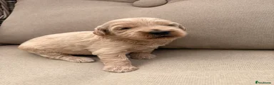 Mini Goldendoodle 8