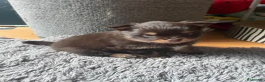 Pomchi 1