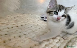 British Shorthair cats for sale: Beautiful Fluffy Kitten.  - Image 8
