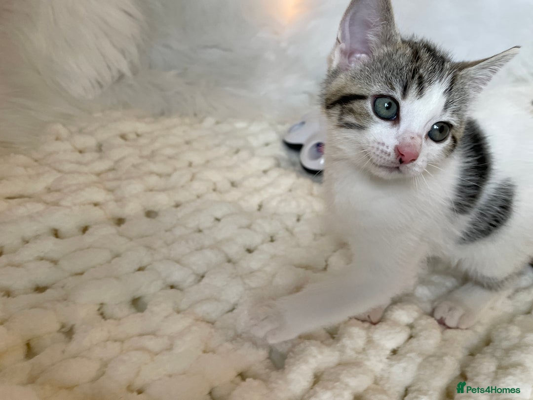 British Shorthair cats for sale: Beautiful Fluffy Kitten.  - Image 8