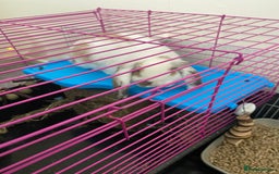 Mini Lop rabbits for sale: Male mini lop - Image 3