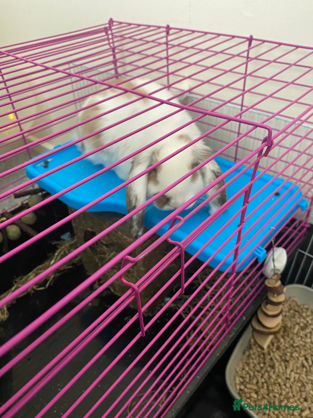 Mini Lop rabbits for sale: Male mini lop - Image 3