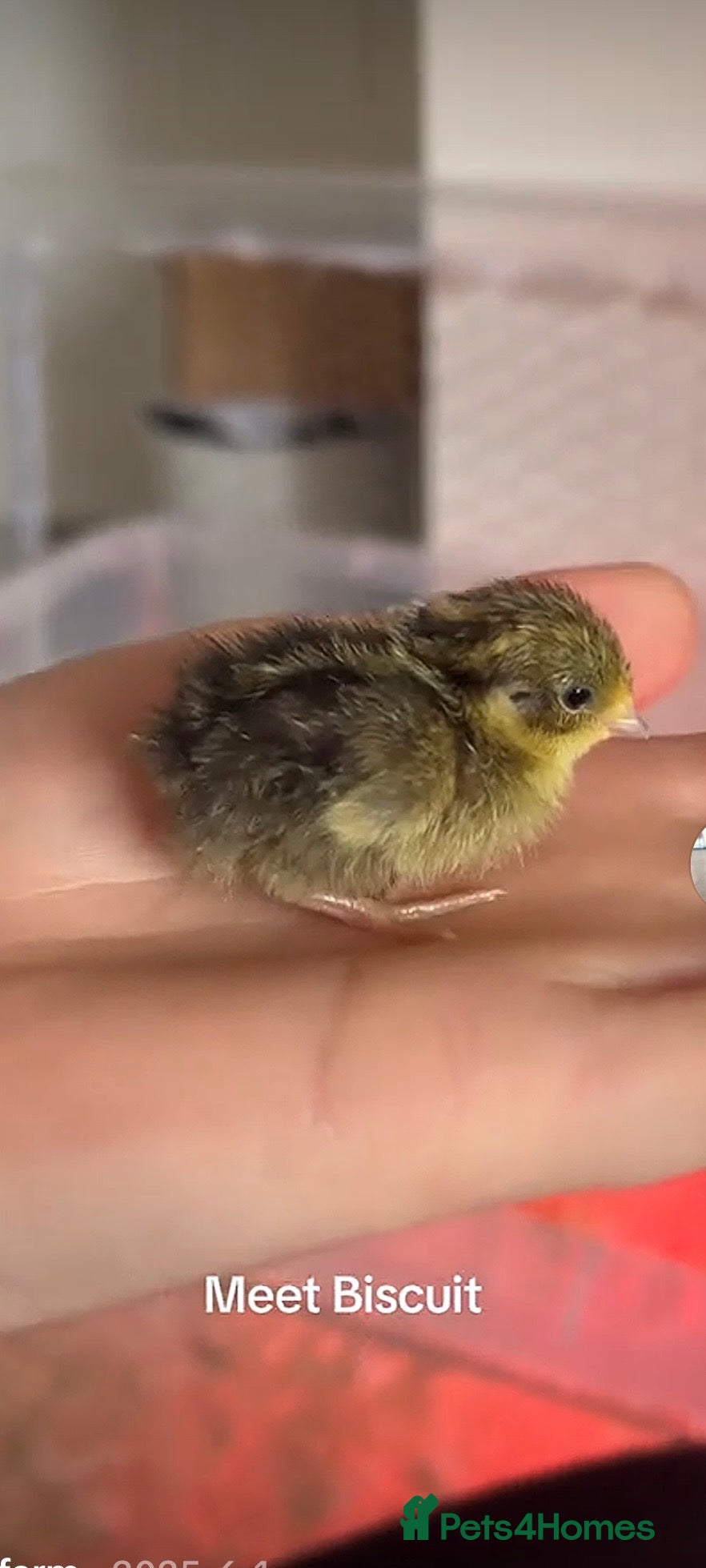 Quail poultry Button quail chicks for sale (Chinese painted) - Advert 4