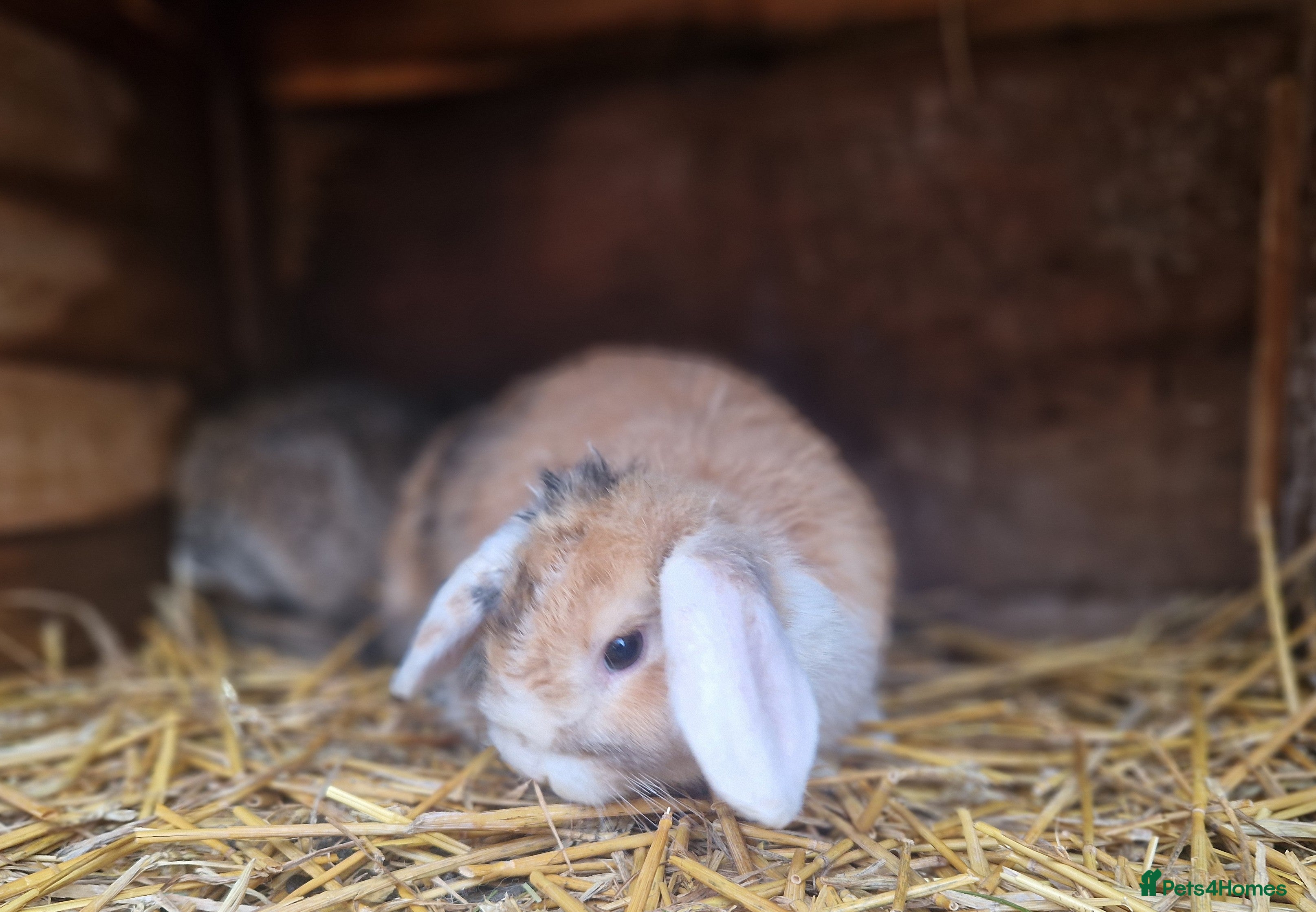 Mini Lop rabbits Super Cute Purebred Mini Lop Babies- m and f  - Advert 2