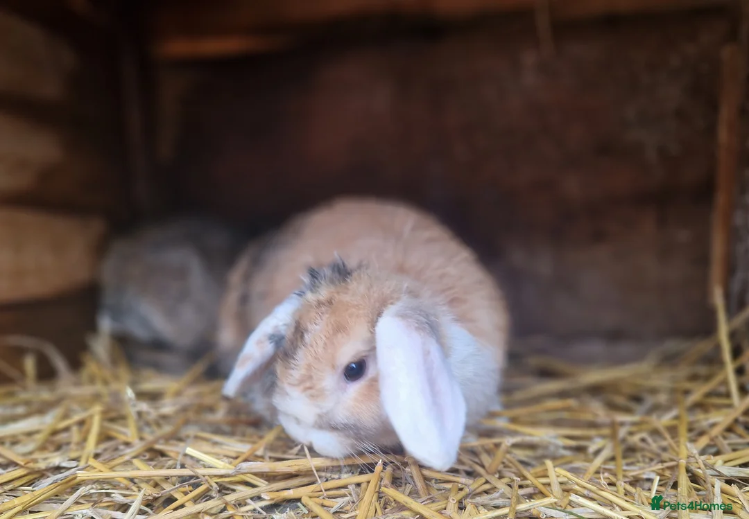 Mini Lop rabbits for sale: Super Cute Purebred Mini Lop Babies- m and f  - Advert 1