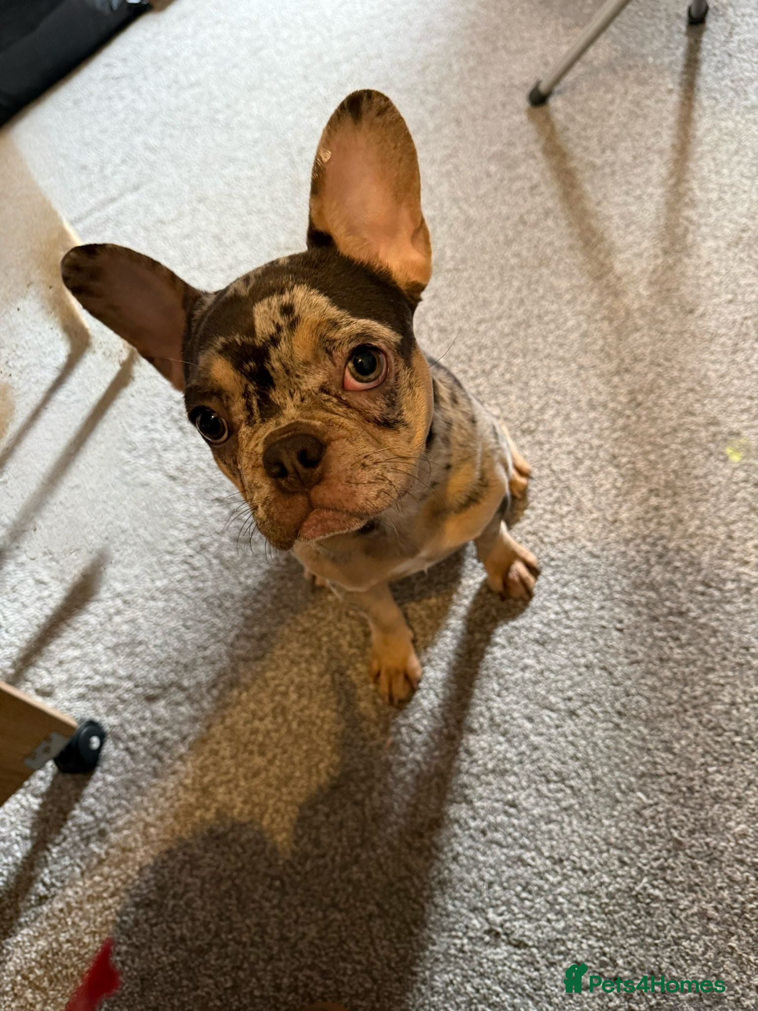 French Bulldog dogs Khaleesi the frenchie  - Advert 1