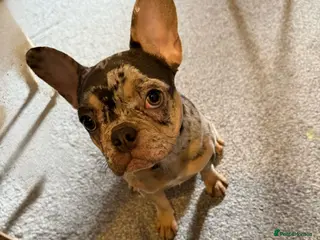 French Bulldog dogs Khaleesi the frenchie - Advert 1