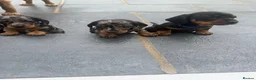 Miniature Dachshund dogs for sale: Beautiful Miniature Dachshunds - Advert 4