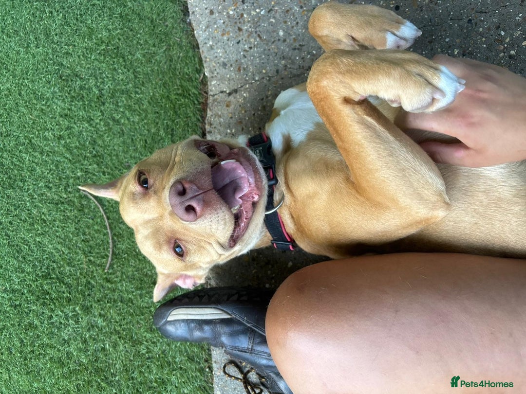 Staffordshire Bull Terrier dogs for sale: Staffie X Meet Ourania ☁️👼 - Image 1