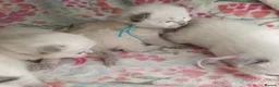 Ragdoll cats for sale: 💖 Beautiful Ragdoll kittens for Sale 💖 - Advert 5