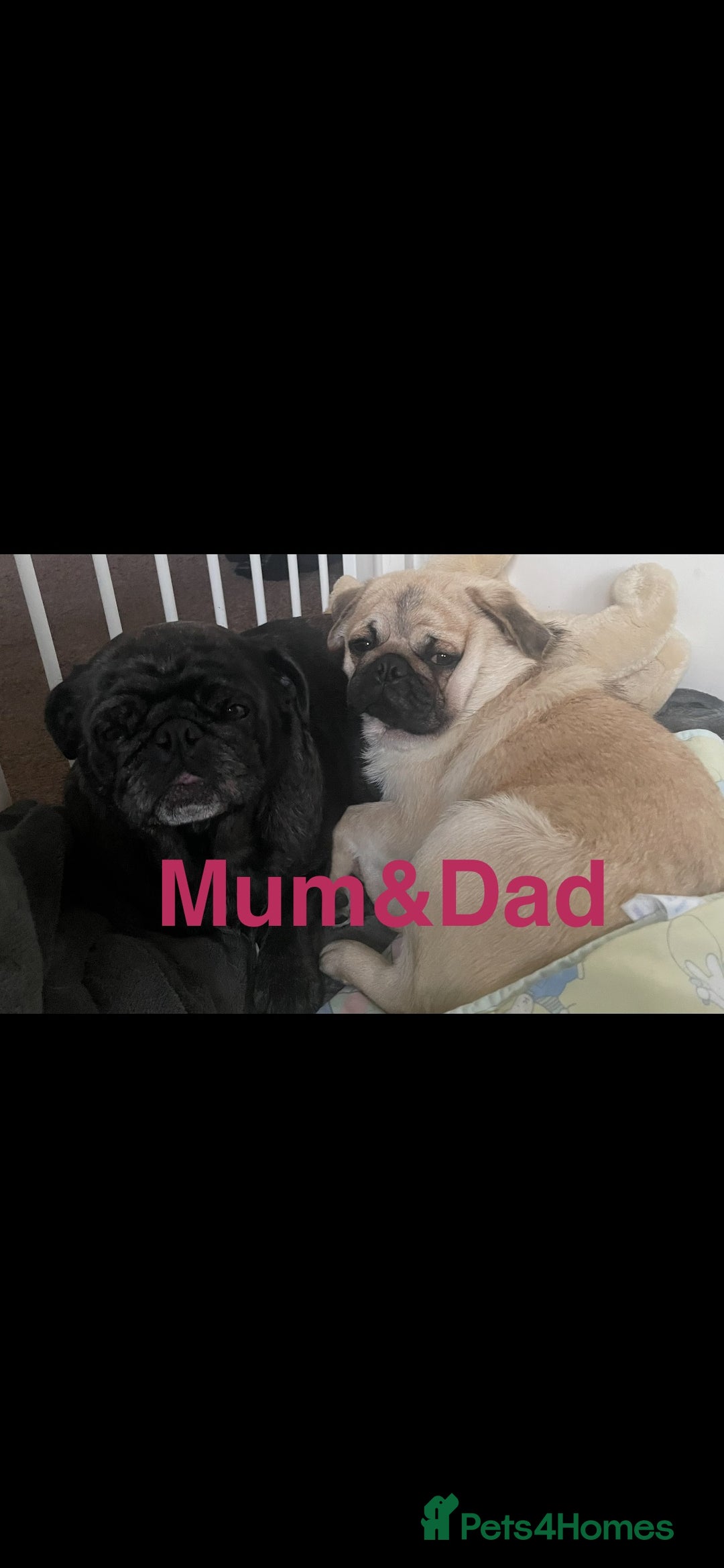 Pug dogs for sale: Pug Puppies  - Image 3