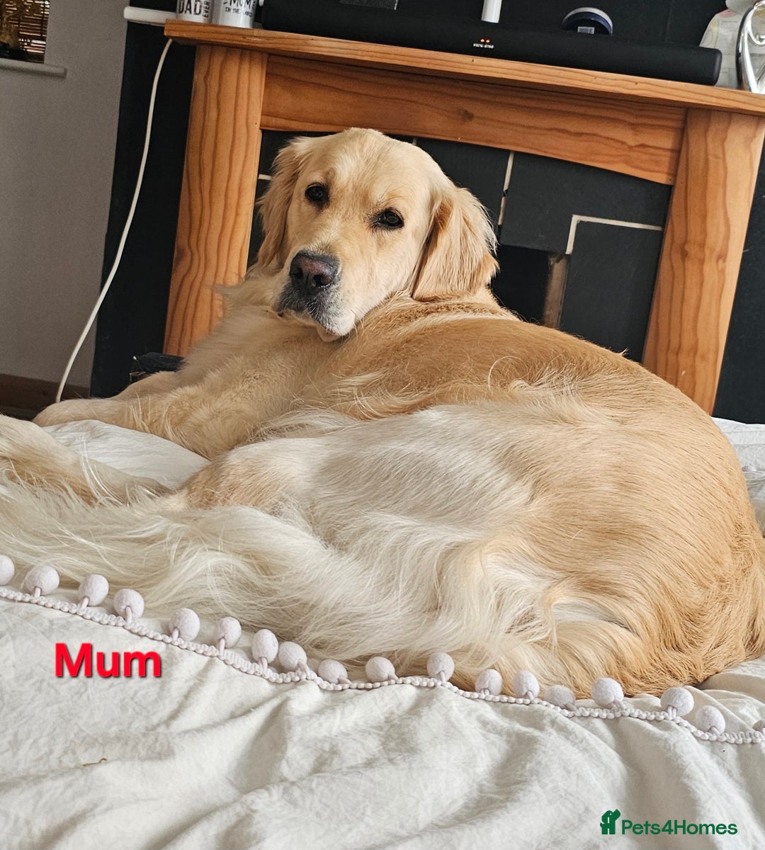 Golden Retriever dogs for sale: 5* Golden retriver puppies - Advert 5