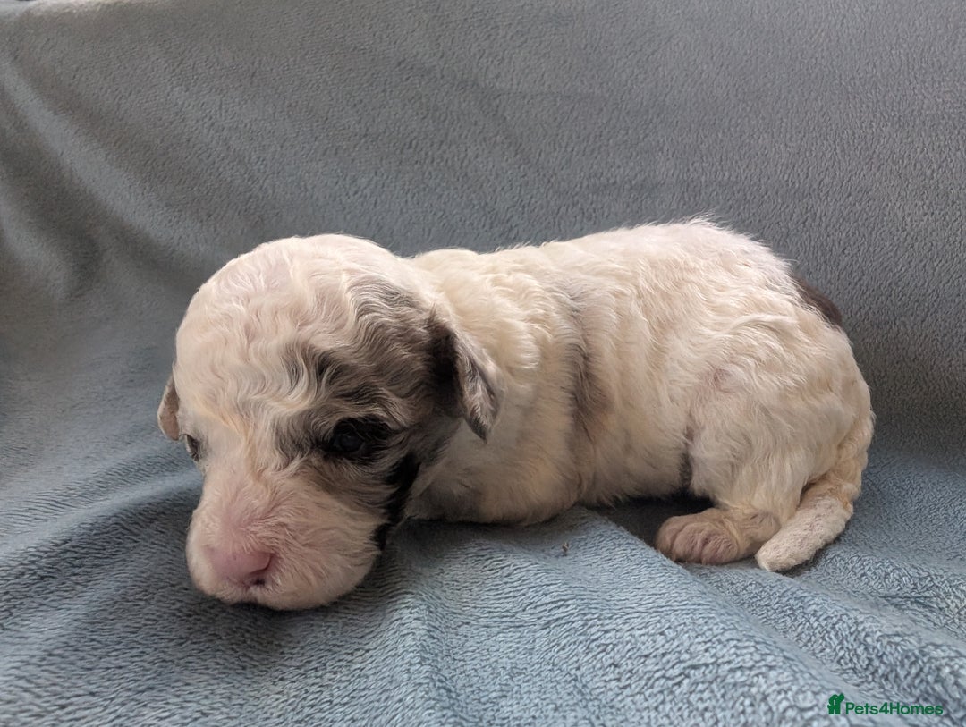 Miniature Poodle dogs for sale: Stunning Miniature poodles parti/merle - Image 15
