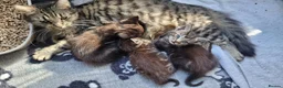 Mixed Breed cats for sale: 5 kittens available 17th October  - Advert 4
