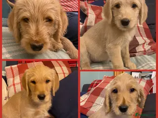 Labradoodle dogs Standard size labradoodle litter - Advert 6