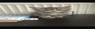 Mixed Breed Kitten 1